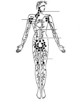 Sistema Linfático É um sistema fechado, formado por vasos e órgãos linfóides que auxiliam o sistema venoso.