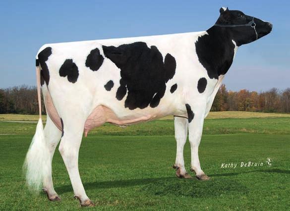 29HO14748 GELDON Pedigree JEEVES x BOLIVER x BW MARSHALL x LABELLE*BL Pai KED OUTSIDE JEEVES-ET Mãe SCHILLVIEW BOLI GRETCHEN-ET VG-86 02-02 2x 365d 29.070L 3.9% 1.133G 3.