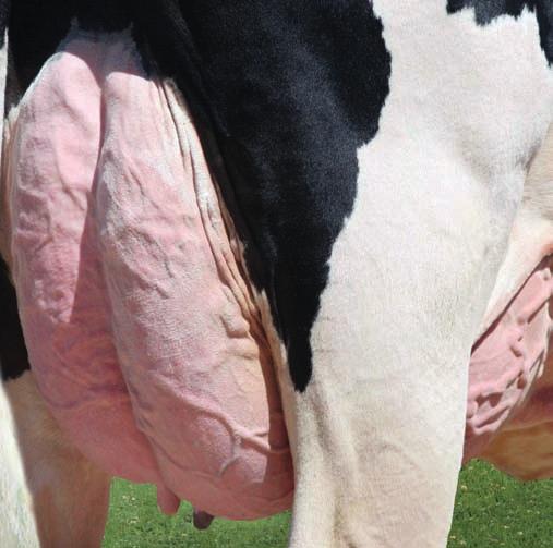 TOP 10 Touros Holstein Nas seguintes características utilizaremos somente touros com provas de filhas pois a repetibilidade tem uma influência muito grande nestes quesitos: TPI, NM PTA TIPO, COMPOSTO