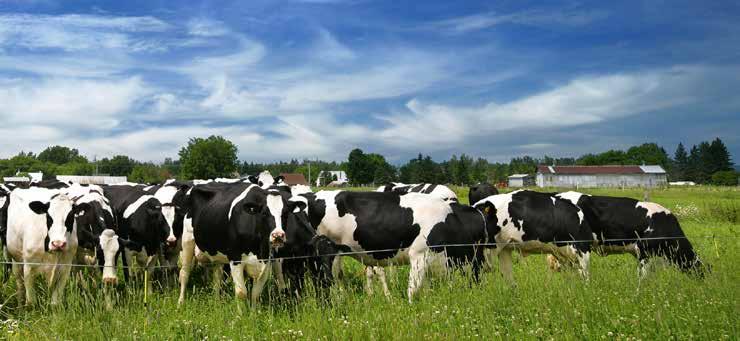Dados RELEVANTES e CONFIÁVEIS de produtores para produtores de leite.