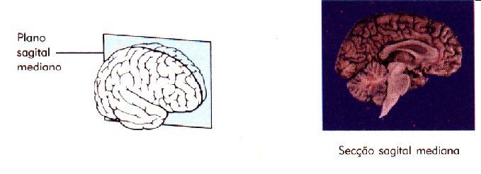 Qual plano divide o encéfalo em
