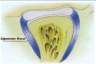 c.2 ) Ligamentos Colaterais(discais) Os ligamentos colaterais, em número de dois(dical medial e discal lateral), prendem as bordas medial e lateral do disco aos pólos da cabeça da mandibula.