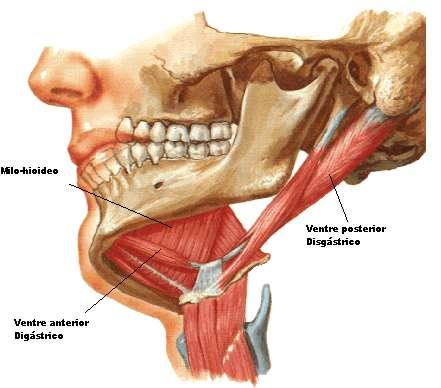 - Ventre anterior: tem origem numa depressão no lado interno da mandíbula junto à sínfise, dirige-se para baixo e para trás até juntar-se com o ventre