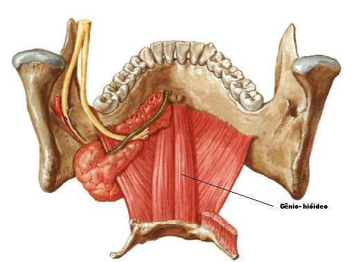 Estilo-hioideo: Tem origem na superfície posterior e lateral do processo estiloide, dirigindo-se para baixo e para frente para se inserir no corpo do