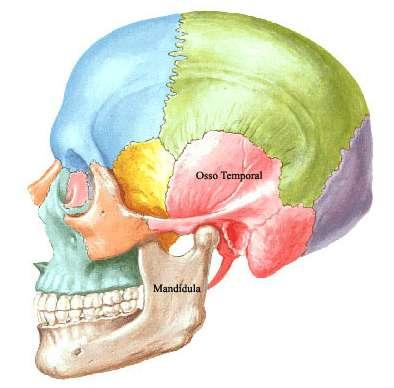 2) COMPONENTES DA ARTICULAÇÃO TEMPOROMANDIBULAR A Articulação é constituída por ossos, disco articular, tecidos sinoviais, ligamentos e músculos a) Ossos A articulação têmporo-mandibular é a