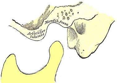 Fossa mandibular ou cavidade articular A fossa mandibular é uma cavidade elipsóide,situada anterior ao meato auditivo externo, limitada pela vertente posterior dotubérculo articular