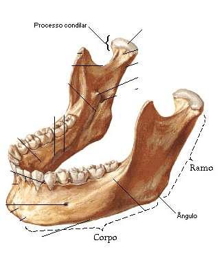 A parte anterior é lisa e articular e a parte posterior rugosa e não articular. a.2) mandíbula O processo articular da mandíbula corresponde ao côndilo mandibular.