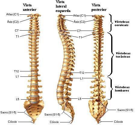 Coluna vertebral Constituição Cervical - 7