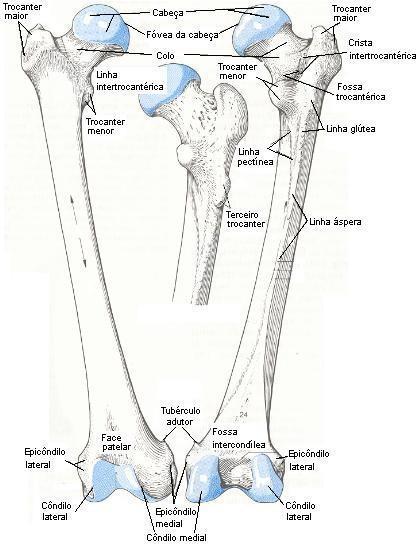 intercondilar Femur Epífise proximal: cabeça, colos, trocanteres, fossa