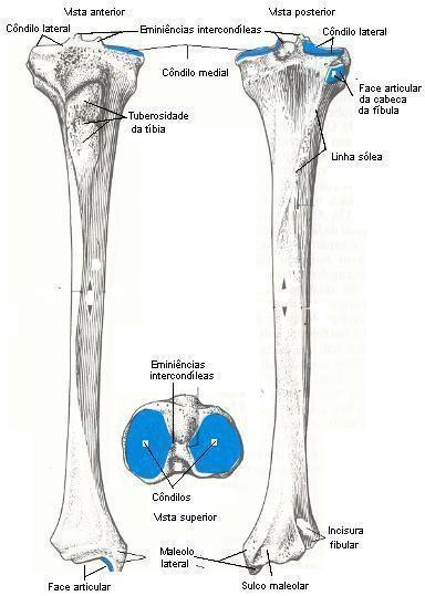 Tíbia Epífise proximal: Condilos, eminencia intercondiliana, TAT