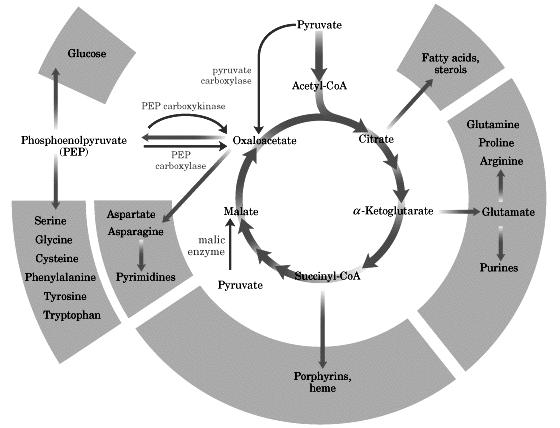 Regulação Enzimática do TCA pyruvate carboxylase - Citrato sintetase - Isocitrato desidrogenase - α-cetoglutarato desidrogenase ATP Fora do ciclo: - Piruvato