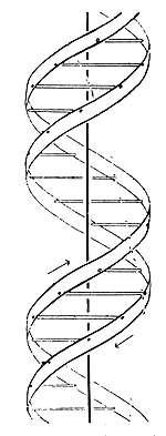 estrutura do DNA