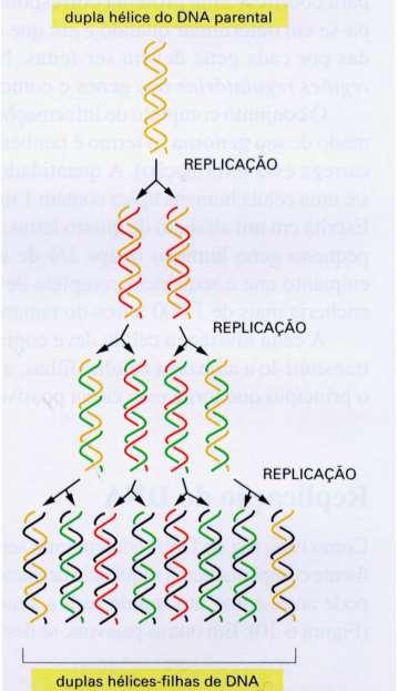 Replicação semiconservativa do DNA - À medida que os filamentos da dupla hélice parental se separam cada um serve de molde para síntese de um novo filamento