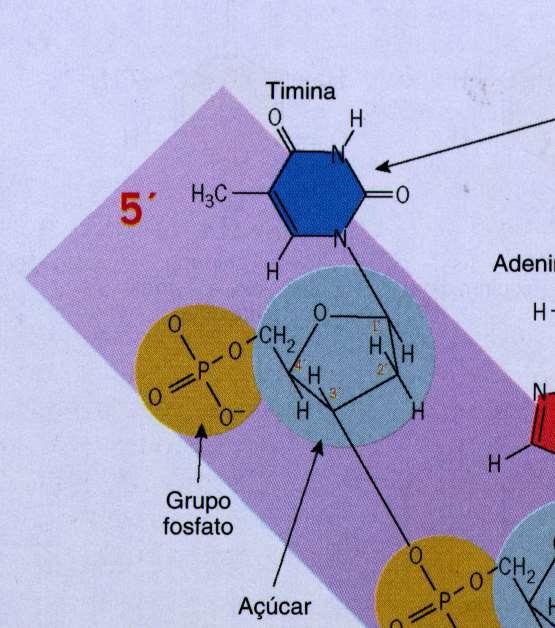 Nucleotídeos: -Grupo fosfato -Base nitrogenada -Açúcar (PENTOSE) Nucleosídeo = base + açúcar cromossomo