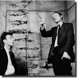 Molecular: 1953 a 2012 Francis Crick e