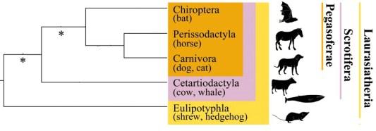 linhagens de organismos devido à ausência de fósseis.