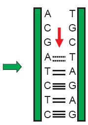 DNA-ligase: catalisa as