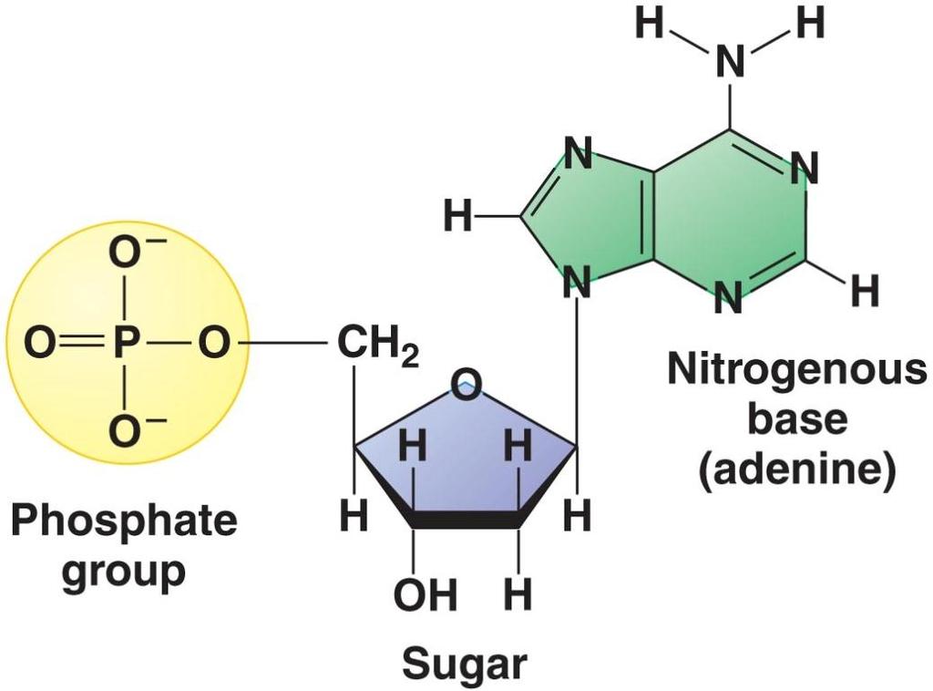 Ácidos nucleicos DNA ou ADN ou ácido desoxirribonucleico RNA ou ARN ou ácido ribonucleico Base nitrogenada + pentose = nucleosídeo Grupo fosfato Pentose Base