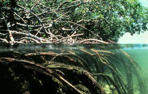 Manguezais O Manguezal, também chamado de Mangue, é um ecossistema costeiro, de transição entre os ambientes terrestre e marinho, uma zona úmida característica de regiões tropicais e subtropicais.