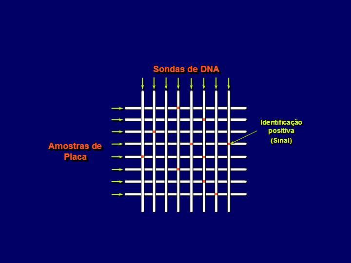 29 MiniBlotter 45 Sondas de DNA genômicas marcadas com digoxigenina Préhibridização a 42 C 1 hr. Girar membrana 90 Hibridização em solução de formamida a 42 C 20hrs.