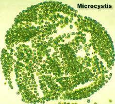 Algas (bactérias) hepatotóxica e