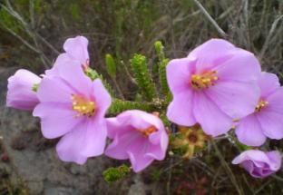 Candeia Xaxim - Dicksonia sellowiana Palmito-doce