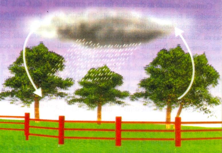 EVAPOTRANSPIRAÇÃO Convectiva: Ocorre em função da subida do ar contendo muito vapor d`água e que ao ganhar altitude