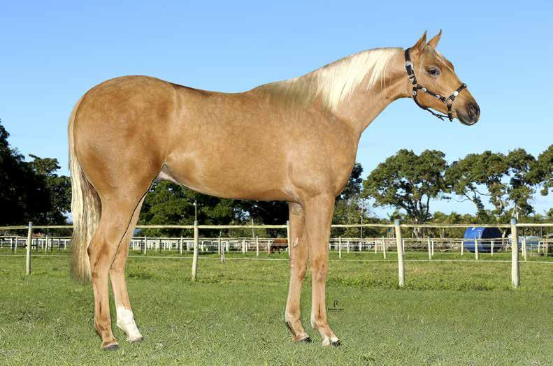 07 FRED TOP CODY ASN MACHO 15/12/2015 BAIO VENDEDOR: PQ. & HARAS DR.