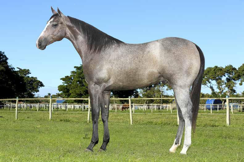 09 DIAMANTE STEEL DUB MACHO 31/10/2015 CASTANHO VENDEDOR: PQ. & HARAS DR.