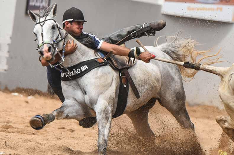 11 LADY ROXÃO MN Campeã de Vaquejada, 22 pts de RMT, correndo vaquejada puxando de esquerda.