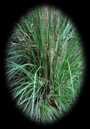 Vetiver, um membro da família da grama, é cultivada por muitas razões.