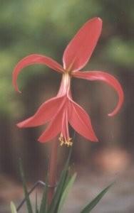 A Flor-de-Lis existe realmente. É uma planta bonita e muito sensível, que se reproduz por bolbos. Esta flor na imagem foi fotografada nas comemorações dos 75 anos do CNE, em Barcelos, em 1998.