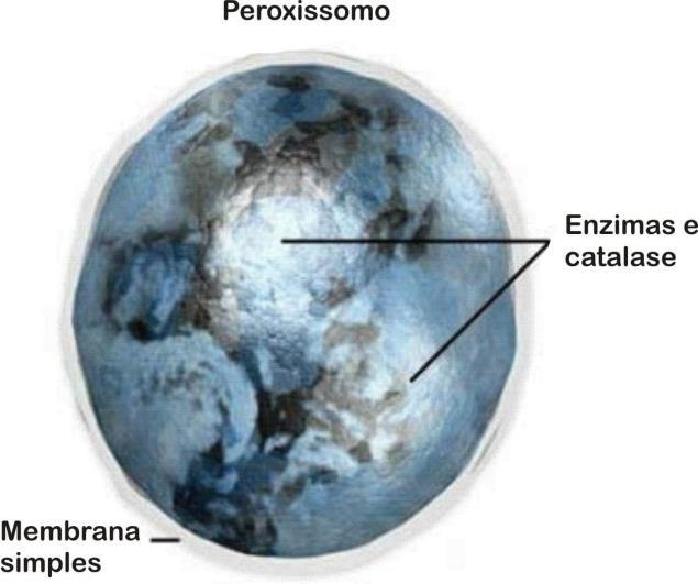 Peroxissomos Os peroxissomos contém enzimas que decompõem o peróxido de