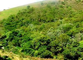 , 2005) foi processado o isolamento da classe Mata_Capoeira, que corresponde aos fragmentos florestais existentes na bacia.