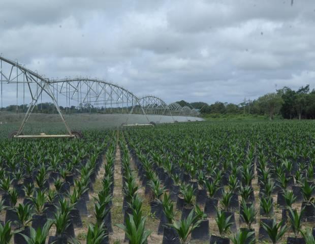 Projeto Belém Projeto Agrícola (2011-2016) - Pará - Modelo de Implantação => 80% próprio; 10% empresariais e 10% familiares.