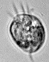 Protozoários em lamas activadas (ciliados bacteriófagos) Constituem cerca de 70% da