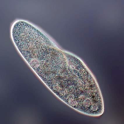 bacteriófagos) Séssil