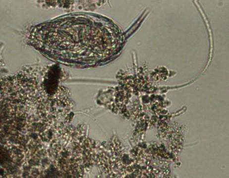 Metazoários em lamas activadas Os metazoários podem ser considerados como tratando-se de animais multicelulares que se