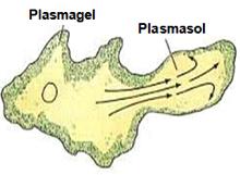 Pode ser dividido da seguinte forma: Principais organelas citoplasmáticas Ribossomos livres São organelas com função de produção de proteínas que atuam no citosol e no núcleo