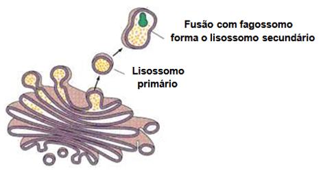 Biologia Citoplasma e Organelas Prof. Enrico Blota célula (autofagia).