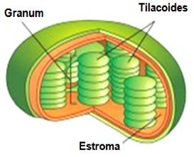 É nos cloroplastos que ocorre a fotossíntese, processo no qual moléculas de gás carbônico (CO 2 ) e de água (H 2 O) reagem formando glicídios e gás oxigênio (O 2 ).