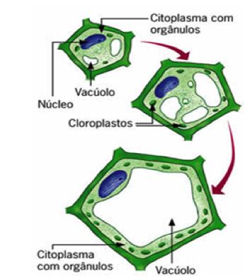 Biologia Citoplasma e Organelas Prof.