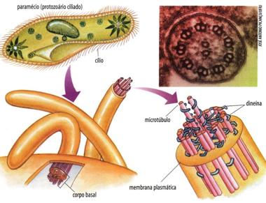 Participam da divisão celular e são responsáveis pela cinética celular; originam os cílios e os flagelos. Mitocôndrias Seu número varia de dezenas a centenas, dependendo do tipo celular.