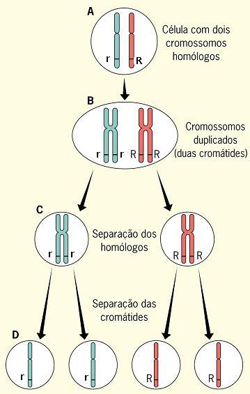 1 Lei de Mendel INTERPRETAÇÃO ATUAL DA PRIMEIRA LEI DE MENDEL Com base nos conhecimentos atuais sobre meiose, os fatores correspondem aos alelos de um gene, esses alelos se separam na formação dos
