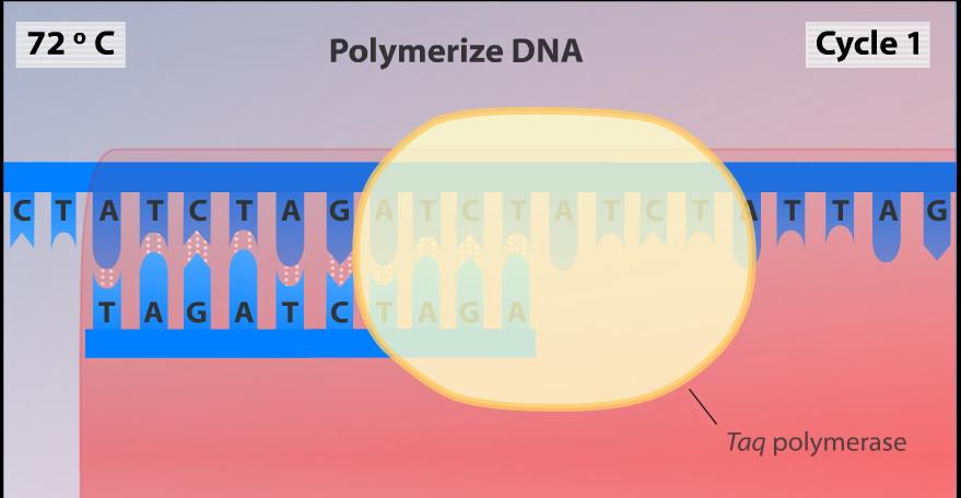 PCR