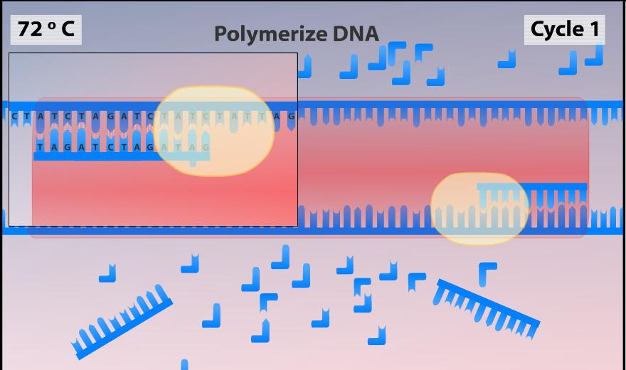 PCR