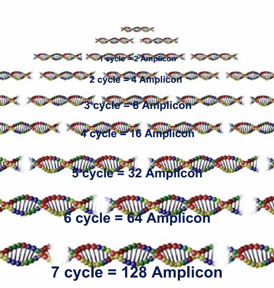 PCR