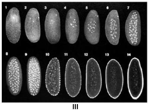 desenvolvimento embrionário em três organismos diferentes (I, II e III).