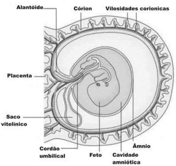18 - (PUC RS/2014) Durante o desenvolvimento dos animais, um processo morfogênico chamado de gastrulação origina os tecidos embrionários, coletivamente chamados de folhetos embrionários: a ectoderme,