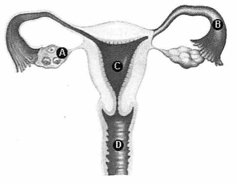 Nutricionista - Moniele Cunha - Nos casos de menstruação desregulada uma  das opções de tratamento é a reposição hormonal. . Hormônios como FSH, LH,  progesterona, estradiol, estriol, prolactina, cortisol e insulina podem